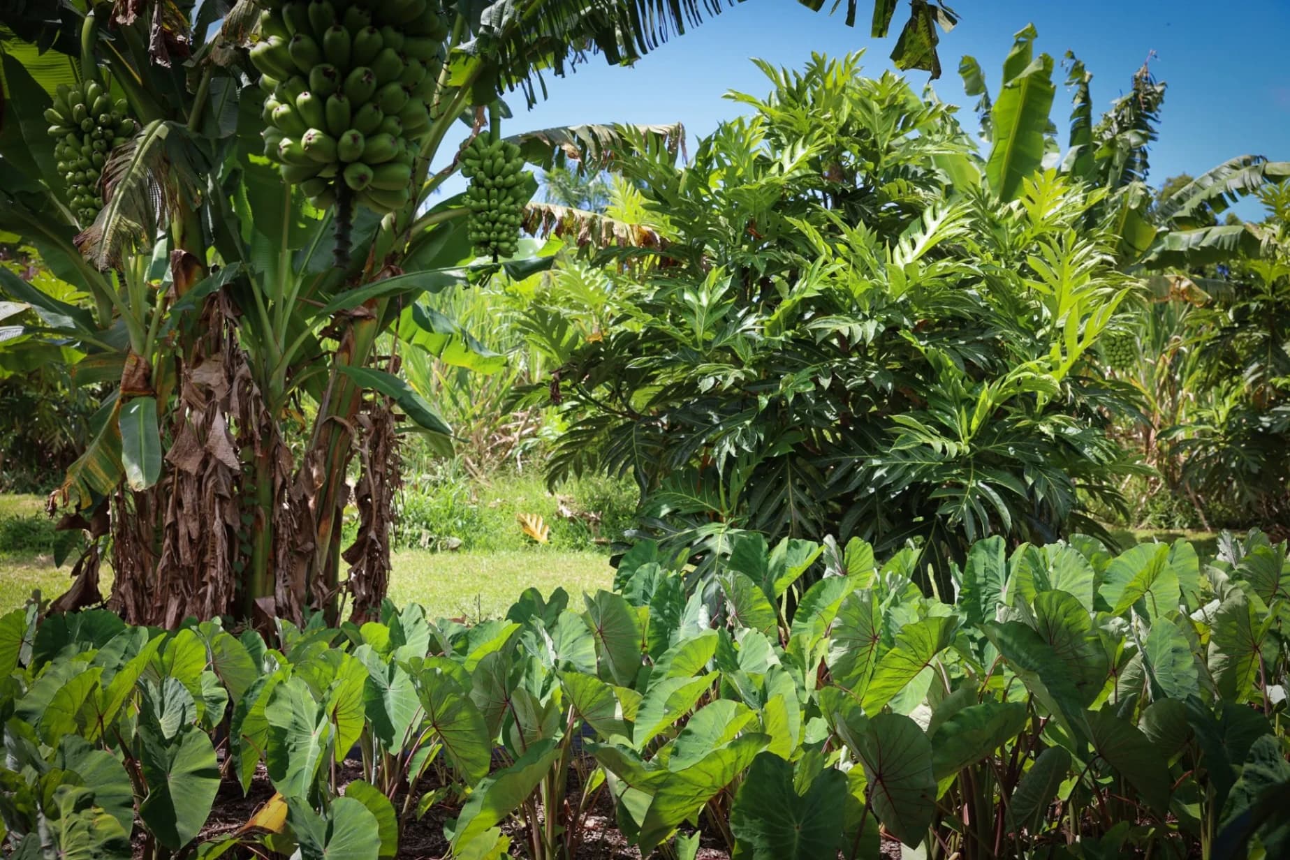 Coffee & Banana Farm Tour