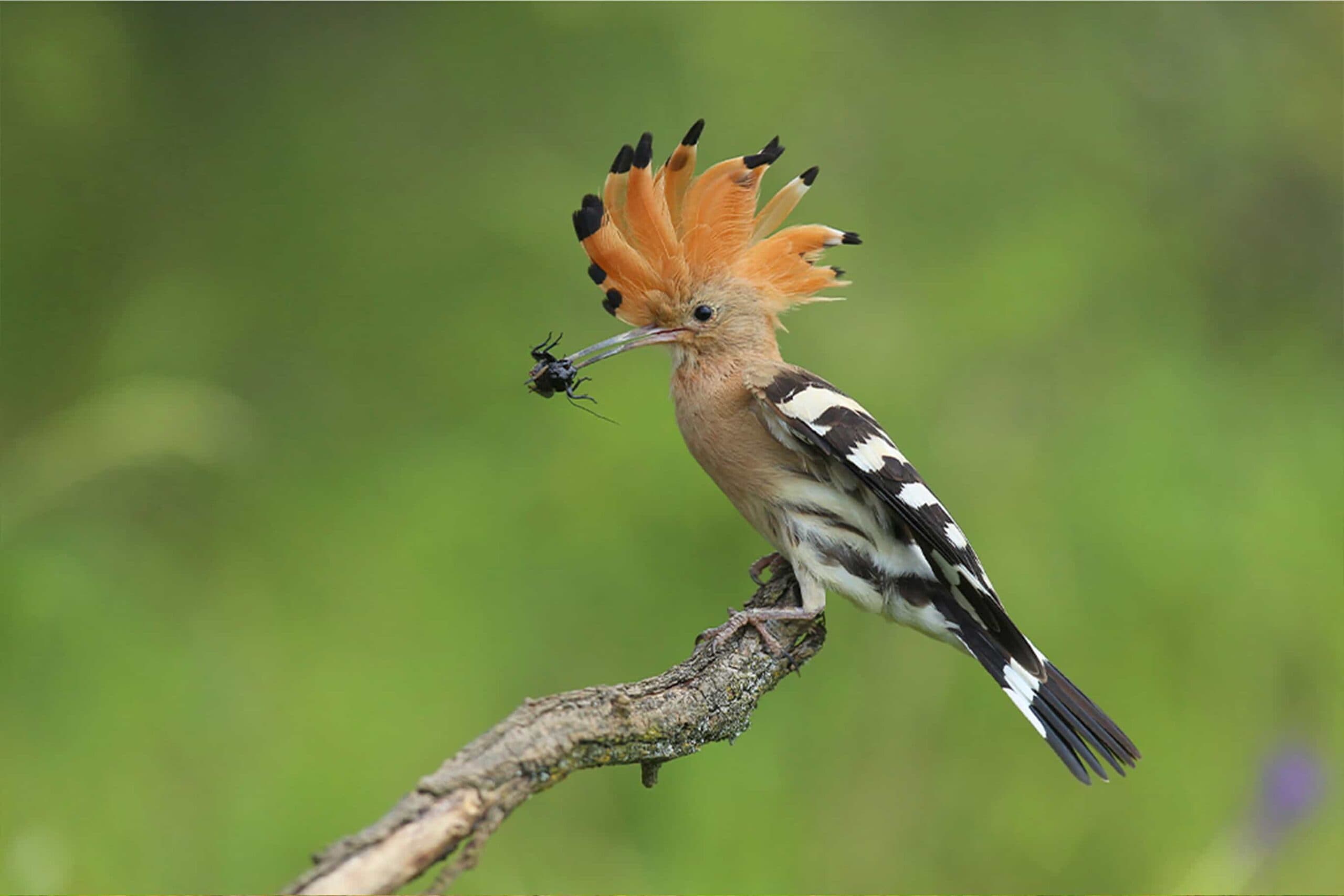Tarangire Birdwatching