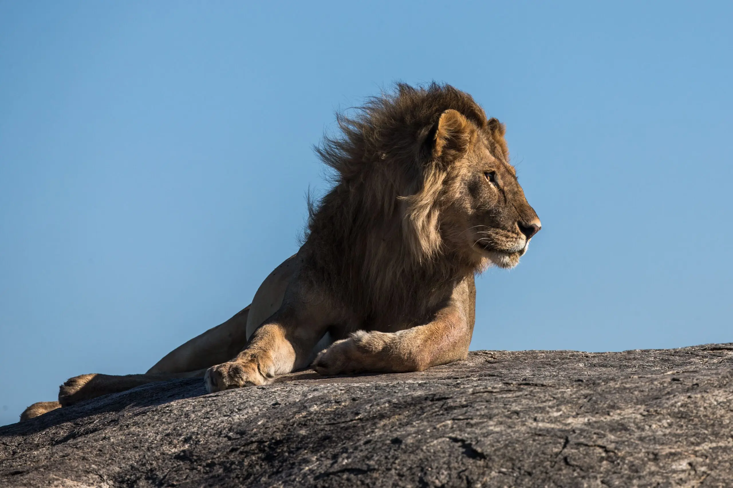Serengeti National Park gallery